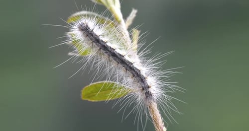 Nahaufnahme einer Raupe, die sich von einem Blatt ernährt