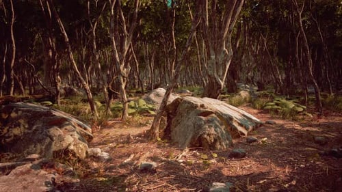 Roots of a Tree in a Misty Forest
