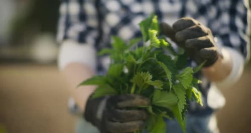 Gros plan d'orties fraîchement cueillies pour le séchage