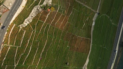 Aerial View of Green Vineyard, Rural Landscape