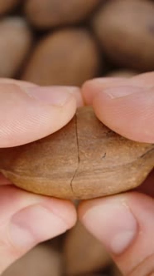 Vertical video. Against a backdrop of nuts, men's hands crack open a pecan in close-up .