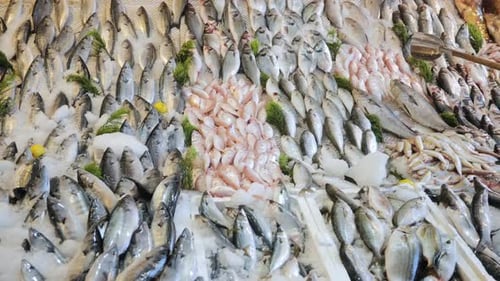 Verschiedene frische Fische liegen auf der Theke des Bauernmarktes