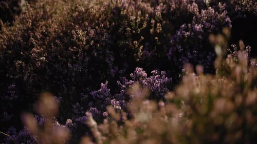 Vibrant purple blossoming heather bush lit up by the morning sun.