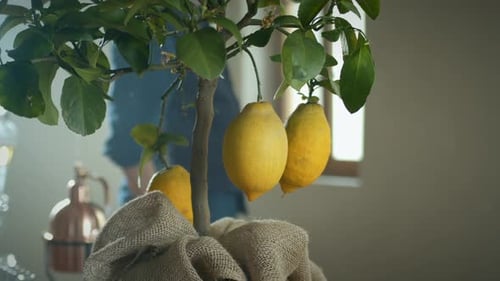 Adult Man Checking Condition Of Bio Lemon In Lemon Tree, Indoor Plant