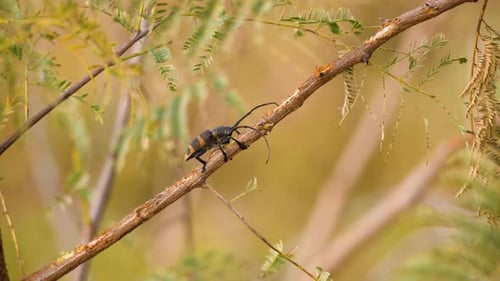 a black and yellow striped longhorn beetle feeding on a twig from one of the many acacia trees in a