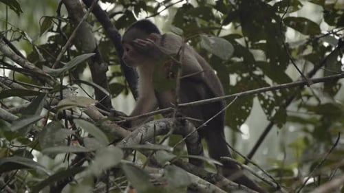 Small capuchin monkey sitting on branch in tree in amazon rainforest and scratches himself