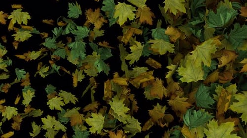 Dynamic Full Screen Animated Autumn Leaves Transition Appearing From Side Than Exploding