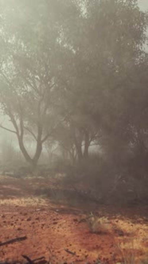 A Misty Field with Tall Trees