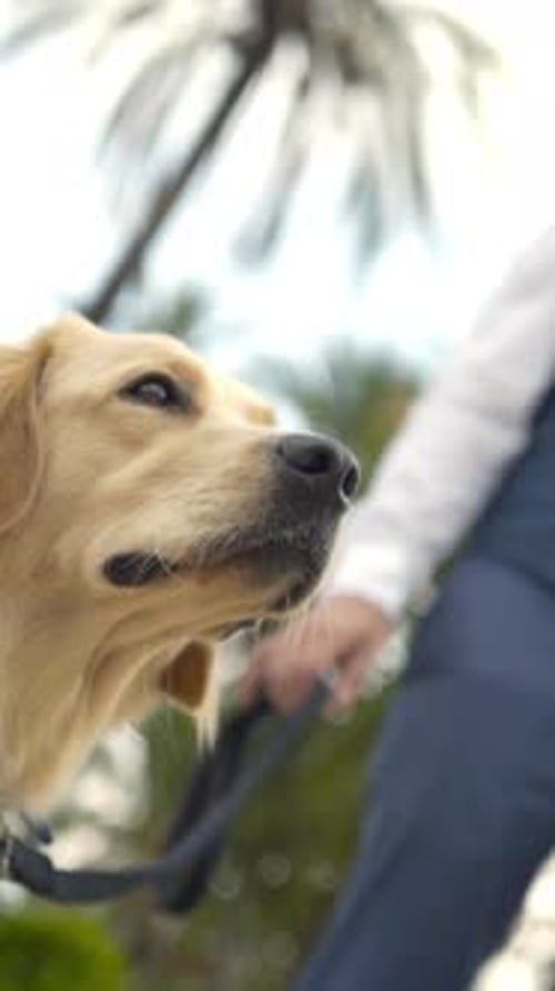 Un magnifique Golden Retriever avec un homme élégant. Le meilleur ami de l'homme est un chien. Les animaux de compagnie sont similaires à