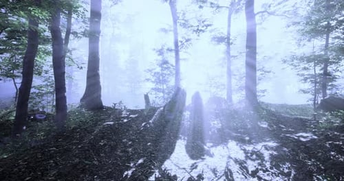 Sunlight Beams Through Misty Forest Trees Background Animation