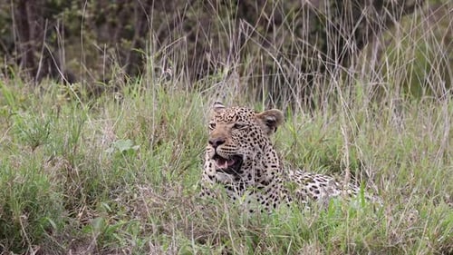 Leopard reclining on savanna grass pants while looking at camera