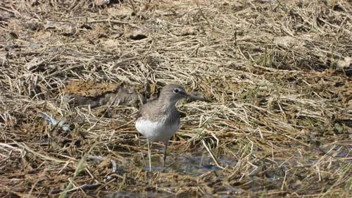 Sandpiper finding food in pond area .