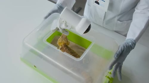Bearded Dragon in Laboratory Setting