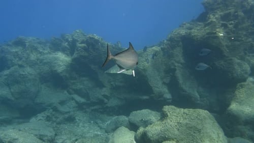 Butterfly Ray con una escuela de amberjacks en el arrecife rocoso de Tenerife