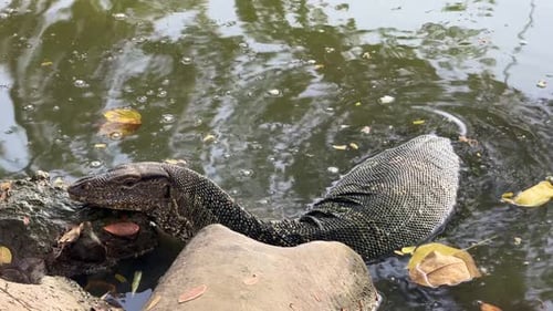 Monitor varanus lizard up close in fresh water lake Lumpini Park Bangkok