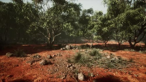 Animated Realistic Forest Walk Through Eucalyptus Bush