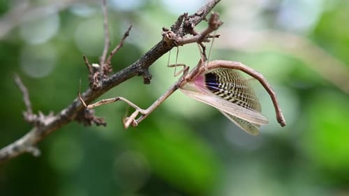 Insect Resting on a Tree Branch