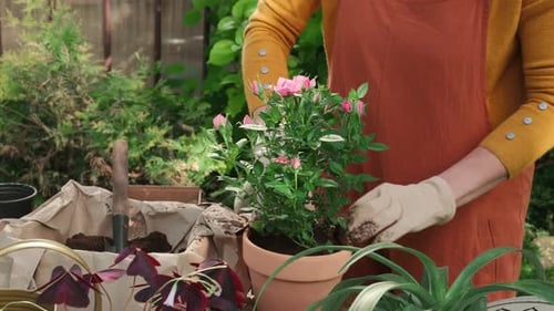 Gardening Female Gardener Plant Roses