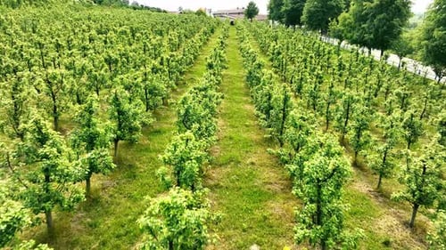 Apple Orchard Planted in Rows View From a Drone Flight Over Rows of Young Apple Trees