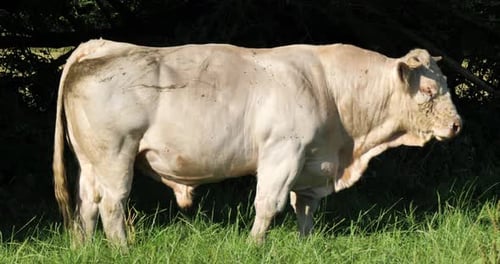 Bull Charolais cattle. The Charolais is the second-most numerous cattle breed in France.