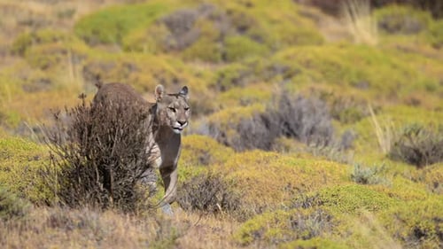 Wild Cougar Walking Through Field