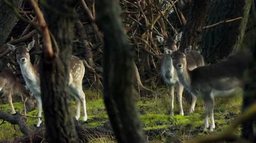 Herd of Deer Grazing Peacefully in Forest