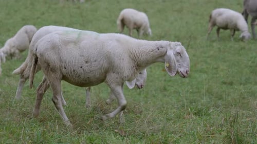 Sheep Meadow