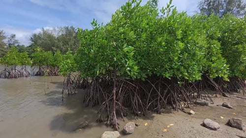 A tropical mangrove forest along a coastal shoreline