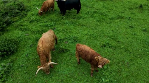 Slovenia Highland Cattle Aerial Drone 2.mp4