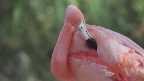 Rosa Flamingos aus nächster Nähe