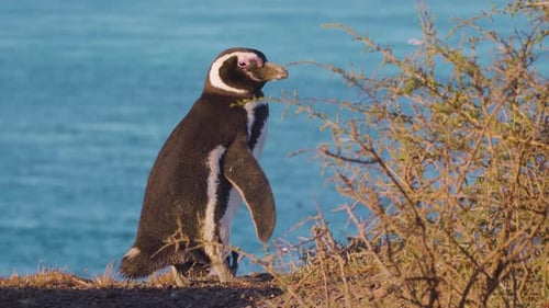 Magellanic Penguin In Nature Reserve On A Sunny Day - static shot