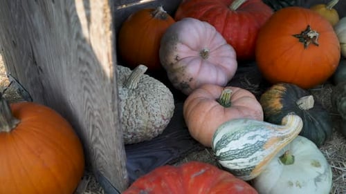 Various Pumpkins and Gourds on Straw