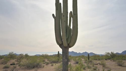 Tilt-up shot of gigantic old Saguaro cactus standing tall in Arizona desert with sun peaking through