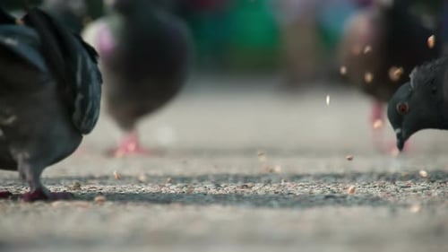 Grain For Urban Pigeons