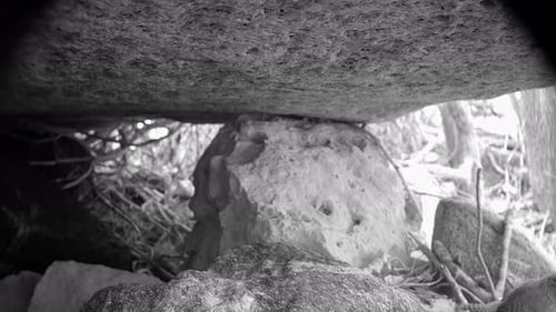 Closeup of Eurasian wren (Troglodytes troglodytes) under a large rock caught in the trail camera. Sa