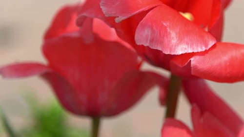 Red Tulips Bloom in Spring Tulip Flower Nature Floral Background Botanical Garden Flowering Buds