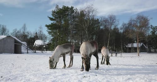 Reindeer herd grazing, Lapland