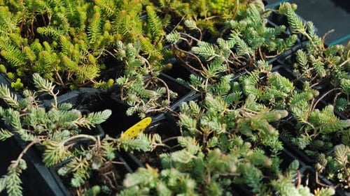 Close Up of Green Plants in Containers