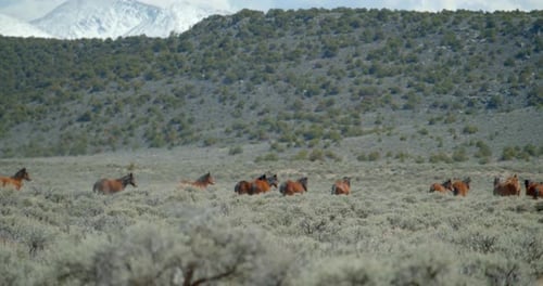 Wild Horses Running on Mountain Road,