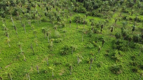 Vista aérea de un bosque de palmeras