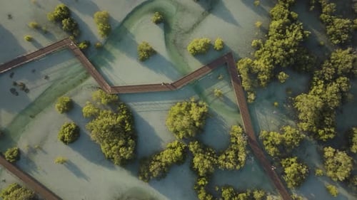 Aerial view of Jubail Mangrove wooden path, Abu Dhabi, UAE.