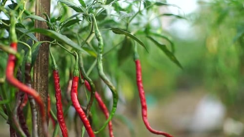 Rote Paprika