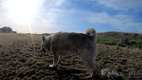ZEITLUPE — Dreckiger Hund spielt im Dreck auf einer Straße in der Nähe des Landes in Alberta, Kanada.