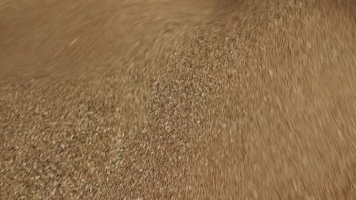 Golden wheat grains cascade in a flowing stream, forming a growing pile of freshly harvested cereal