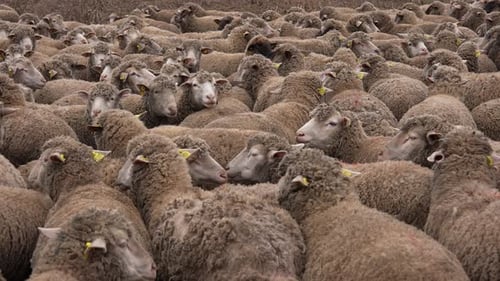 Herd of Sheep 06