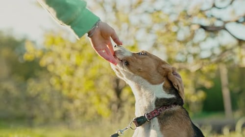 Cute Beagle Playing with His Owner Woman Stroking Dog on Green Backdrop