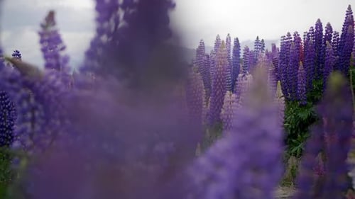 Beautiful Purple Flowers in a field with mountains and hills in the background, closeup.
