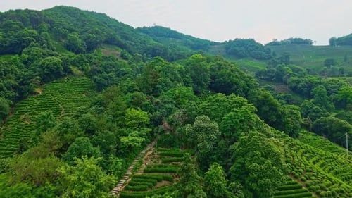 Aerial Views Over Lush Tea Plantations Surrounded By Vibrant Forests