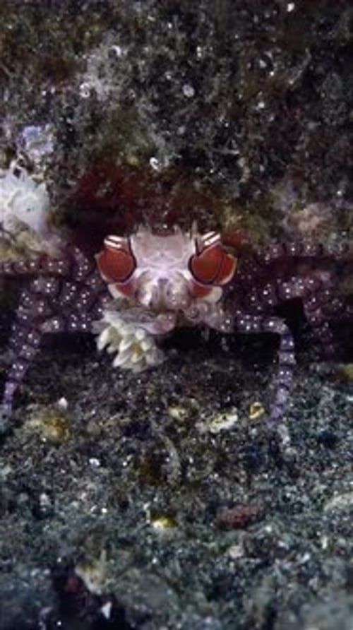 close up of a sea crab moving its hands as if dancing
