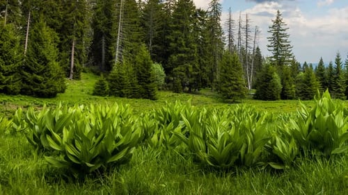 Clearing Wild Plants and Green Grass Near a Spruce Forest Against a Cloudy Sky